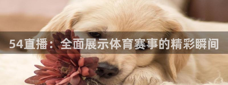 54直播：全面展示体育赛事的精彩瞬间